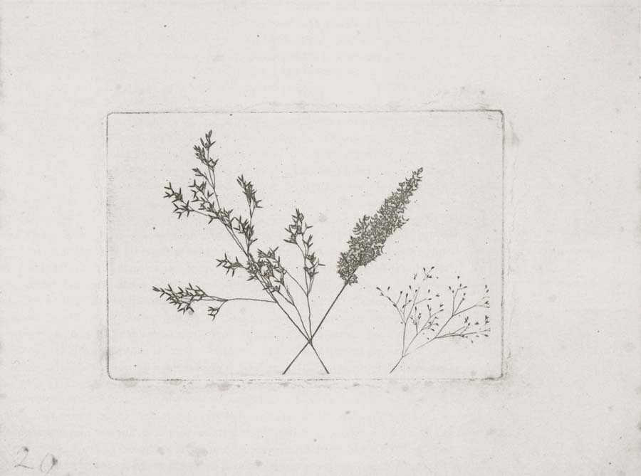 Willim Henry Fox Talbot Three Grasses